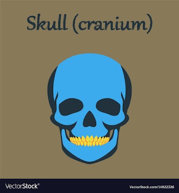 Human organ icon in flat style skull vector image