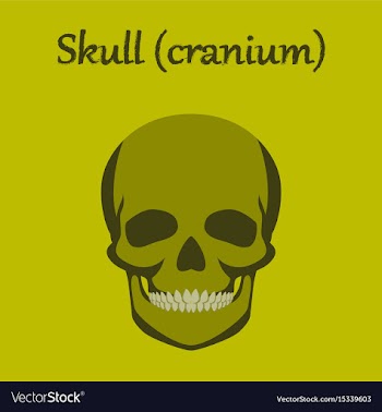 Human organ icon in flat style skull vector image