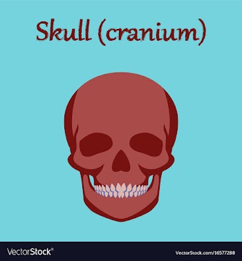Human organ icon in flat style skull vector image