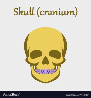 Human organ icon in flat style skull vector image
