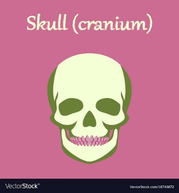 Human organ icon in flat style skull vector image