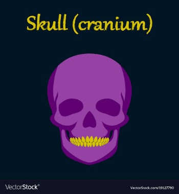 Human organ icon in flat style skull vector image