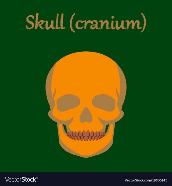 Human organ icon in flat style skull vector image