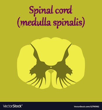 Human organ icon in flat style spinal cord vector image