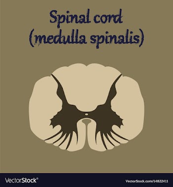 Human organ icon in flat style spinal cord vector image