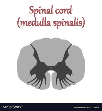 Human organ icon in flat style spinal cord vector image