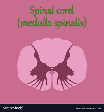 Human organ icon in flat style spinal cord vector image