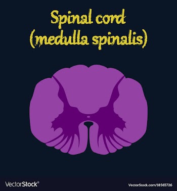 Human organ icon in flat style spinal cord vector image