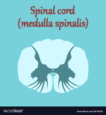 Human organ icon in flat style spinal cord vector image
