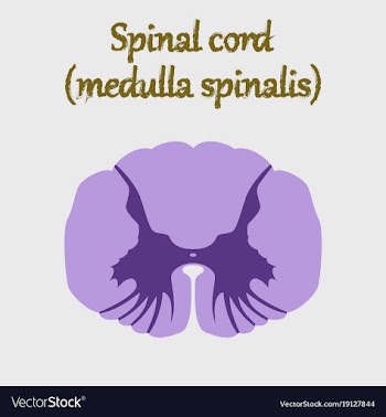 Human organ icon in flat style spinal cord vector image