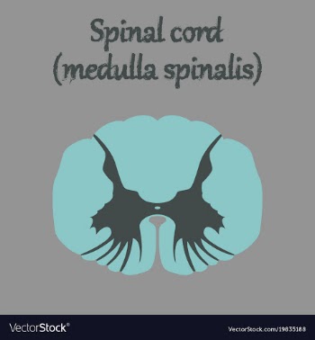 Human organ icon in flat style spinal cord vector image