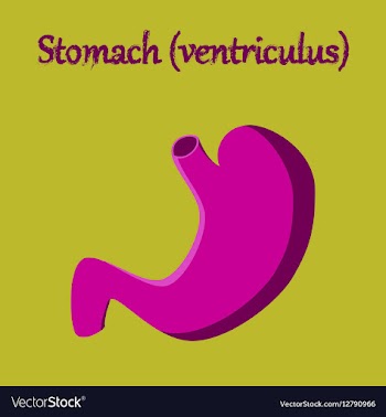 Human organ icon in flat style stomach vector image