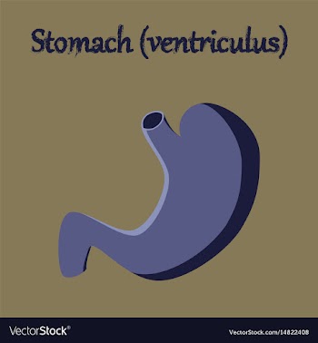 Human organ icon in flat style stomach vector image