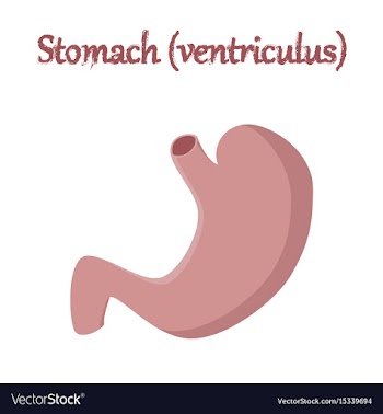 Human organ icon in flat style stomach vector image