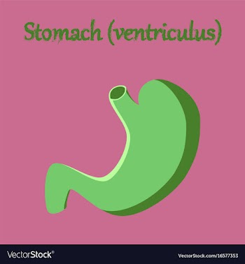 Human organ icon in flat style stomach vector image