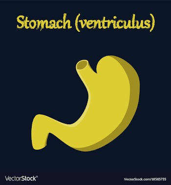 Human organ icon in flat style stomach vector image