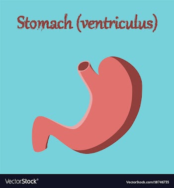 Human organ icon in flat style stomach vector image