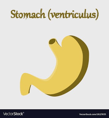 Human organ icon in flat style stomach vector image