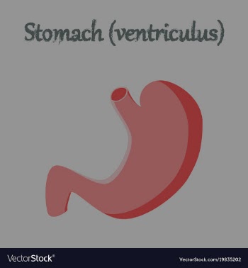 Human organ icon in flat style stomach vector image