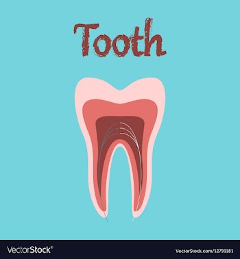 Human organ icon in flat style tooth vector image