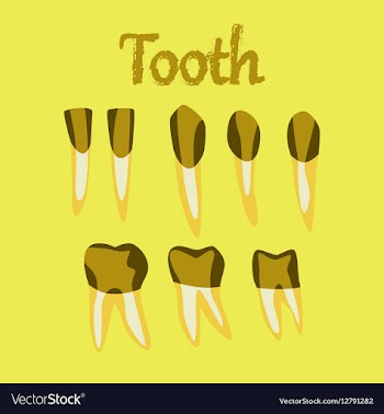 Human organ icon in flat style tooth vector image