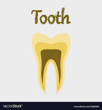 Human organ icon in flat style tooth vector image