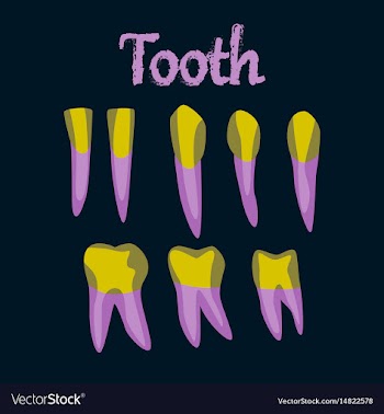Human organ icon in flat style tooth vector image
