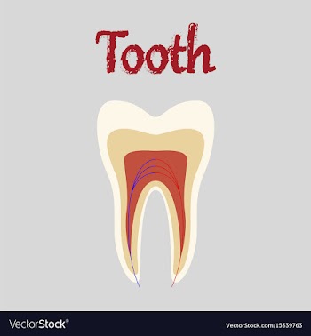 Human organ icon in flat style tooth vector image