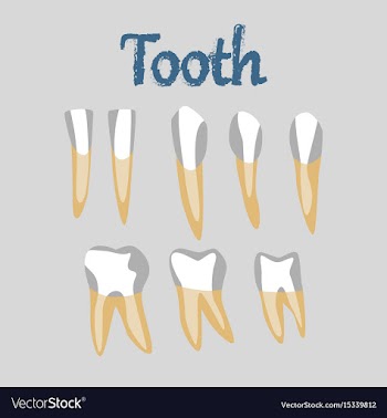 Human organ icon in flat style tooth vector image