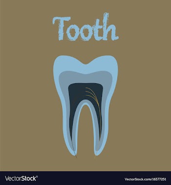 Human organ icon in flat style tooth vector image