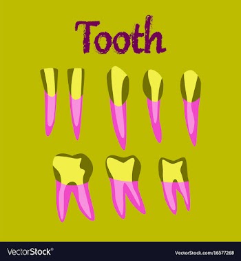 Human organ icon in flat style tooth vector image