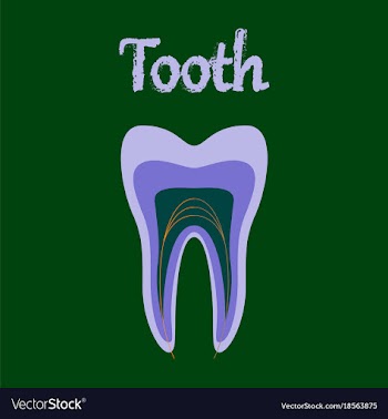 Human organ icon in flat style tooth vector image