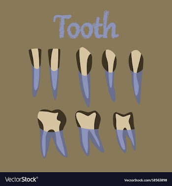 Human organ icon in flat style tooth vector image