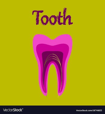 Human organ icon in flat style tooth vector image