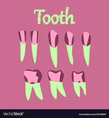 Human organ icon in flat style tooth vector image