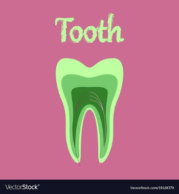 Human organ icon in flat style tooth vector image