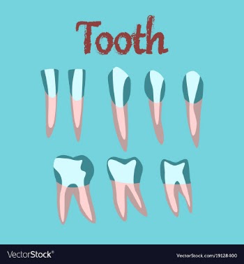 Human organ icon in flat style tooth vector image