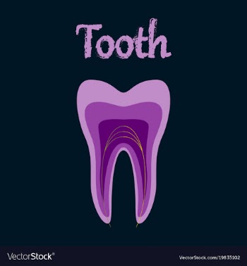 Human organ icon in flat style tooth vector image