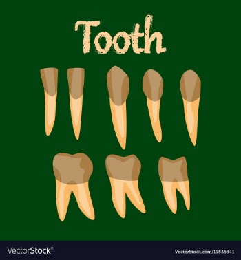 Human organ icon in flat style tooth vector image