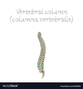 Human organ icon in flat style vertebral column vector image