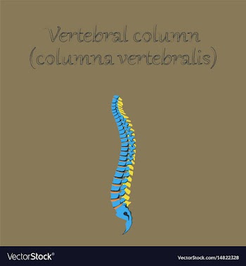 Human organ icon in flat style vertebral column vector image