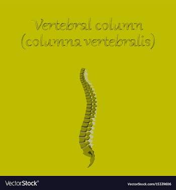 Human organ icon in flat style vertebral column vector image