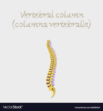 Human organ icon in flat style vertebral column vector image
