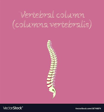 Human organ icon in flat style vertebral column vector image