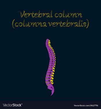 Human organ icon in flat style vertebral column vector image
