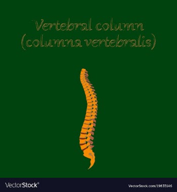 Human organ icon in flat style vertebral column vector image