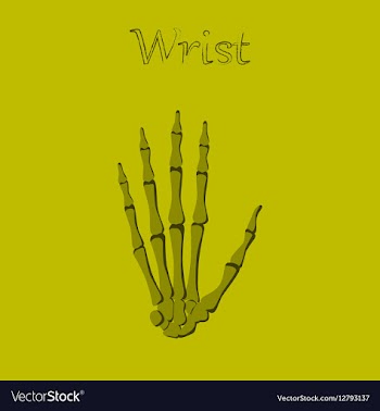 Human organ icon in flat style wrist bone vector image