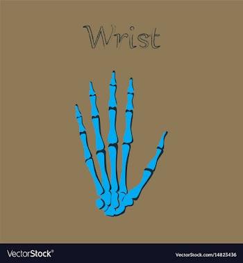 Human organ icon in flat style wrist bone vector image