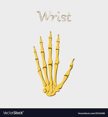 Human organ icon in flat style wrist bone vector image