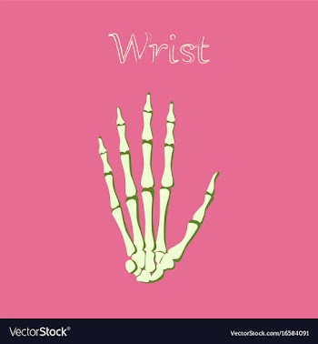 Human organ icon in flat style wrist bone vector image